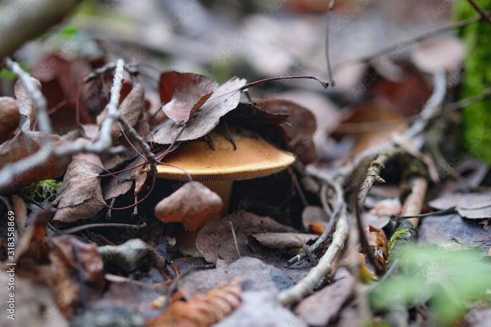 Close-up of a suillus under the foliage. Close-up of a suillus under the foliage.