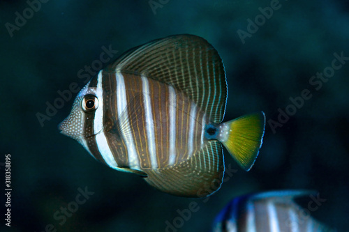 Red Sea sailfin tang or Desjardin's sailfin tang (Zebrasoma desjardinii)