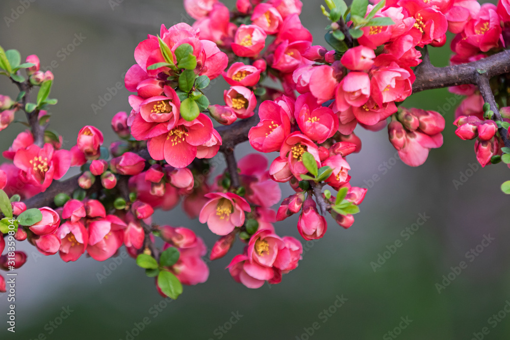 Fototapeta premium spring red flowers in the evening light