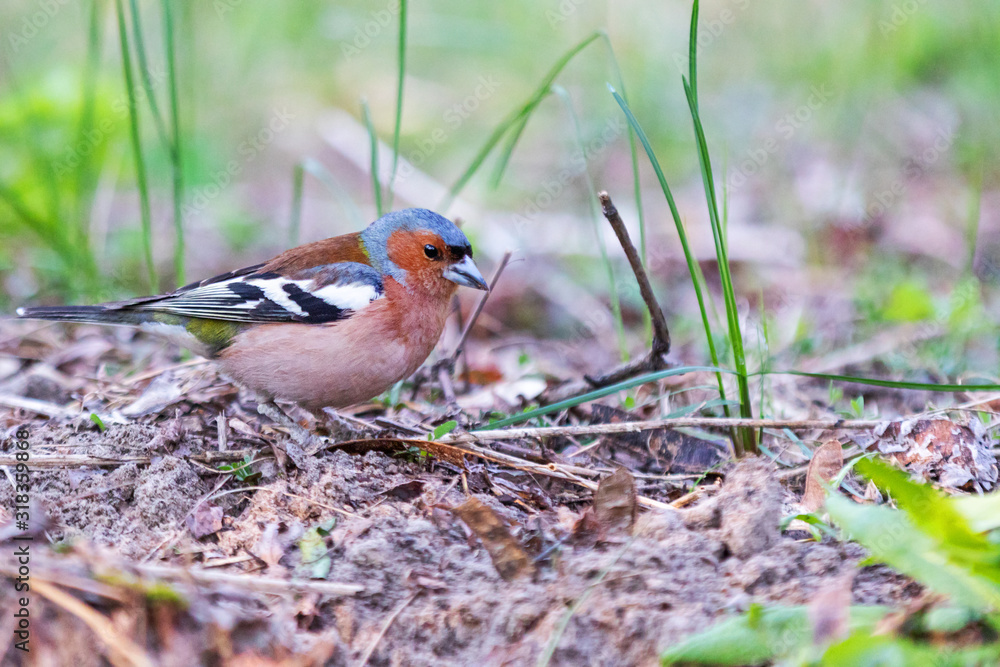 wild beautiful bird among the first spring greenery wild beautiful bird among the first spring greenery