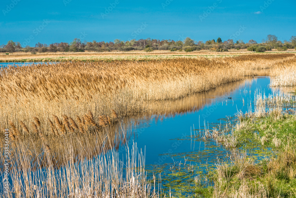 The warm evening sun hits reed beds at Wicken Fen Nature Reserve in Cambridgeshire, East Anglia, England, UK. The warm evening sun hits reed beds at Wicken Fen Nature Reserve in Cambridgeshire, East Anglia, England, UK.
