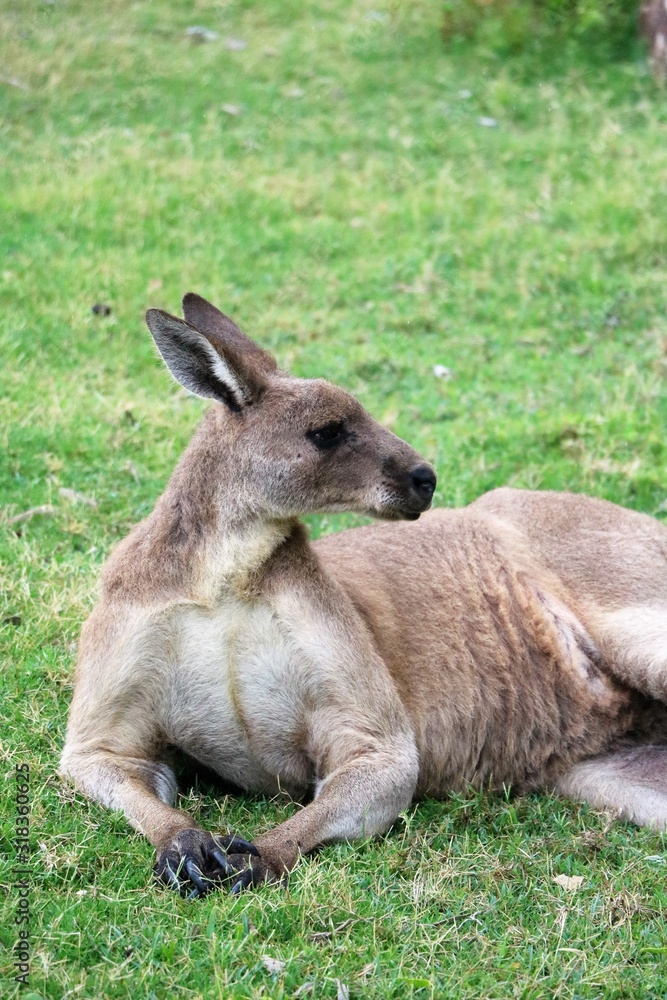Kangaroos Macropodidae in Australia