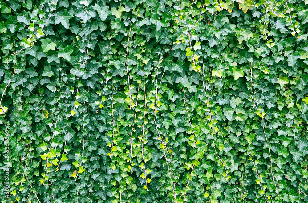 Hedera helix green creeping plant as a background for design.Natural texture of bright lush ivy foliage.Selective focus. Hedera helix green creeping plant as a background for design.Natural texture of bright lush ivy foliage.Selective focus.