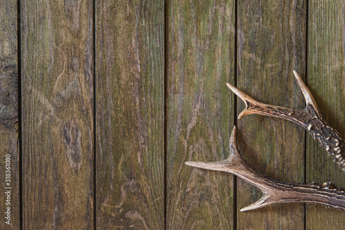 Fotografering Deer antlers on old wooden planks. Space for text, flat lay
