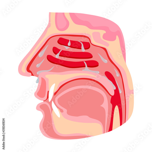 Nasopharynx vector icon.Cartoon vector icon isolated on white background nasopharynx.