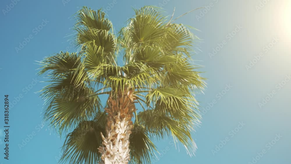 Palm tree with leaves in sunlight at blue sky background on Cyprus Island, sunny travel background Palm tree with leaves in sunlight at blue sky background on Cyprus Island, sunny travel background