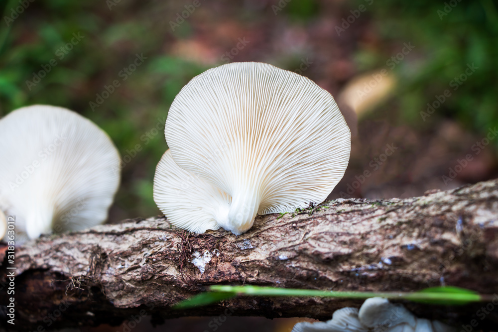 Gills of lung oyster mushrooms (Pleurotus pulmonarius) growing on a