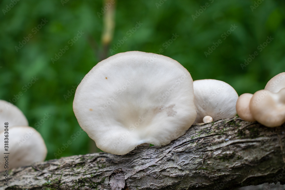 Lung oyster mushrooms (Pleurotus pulmonarius) growing on a tree branch