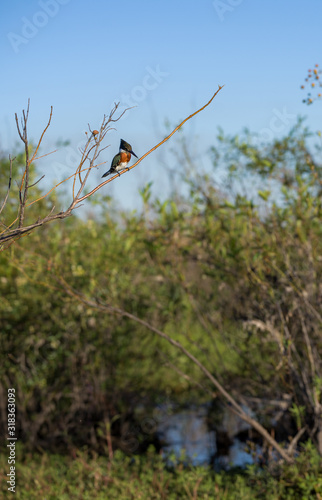 kingfisher bird on a tree © Marcel
