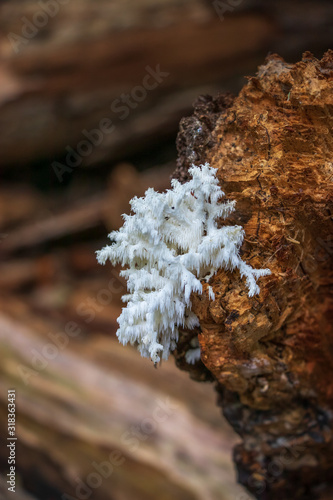 Coral tooth fungus (Hericium coralloides) growing on a log