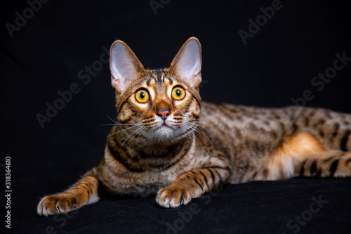 Savannah F5 SBT cat on a black background