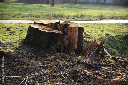 Wallpaper Mural Sawn off tree after hurricane in park Torontodigital.ca
