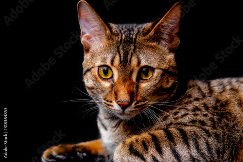 Savannah F5 SBT cat on a black background