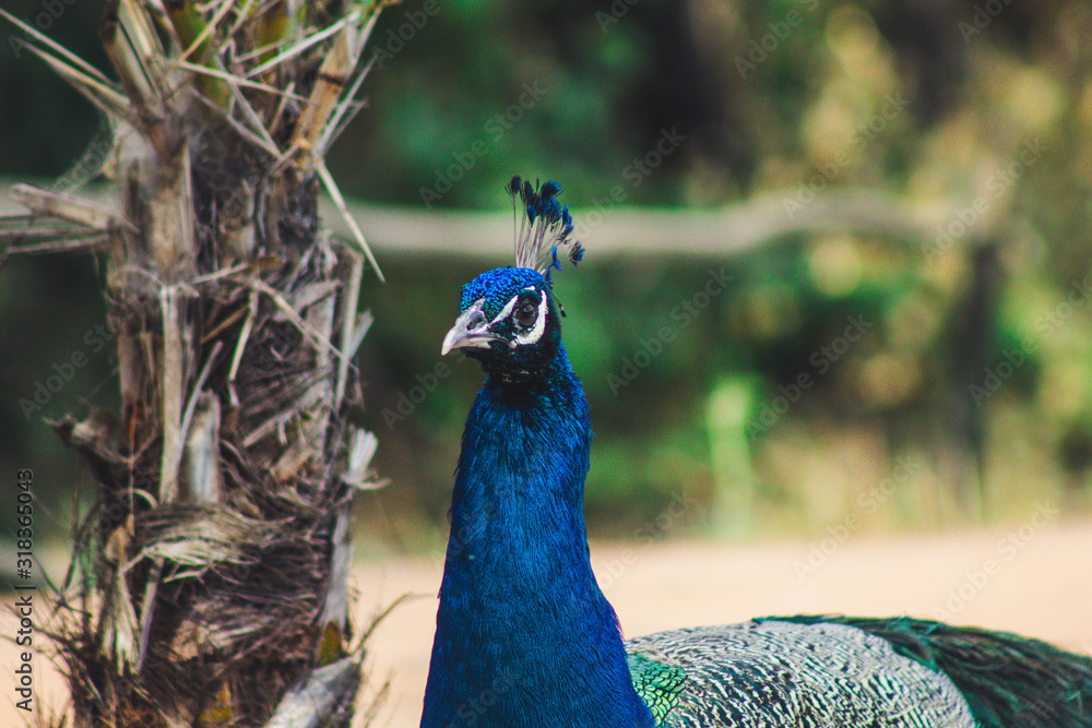Obraz premium Peacock