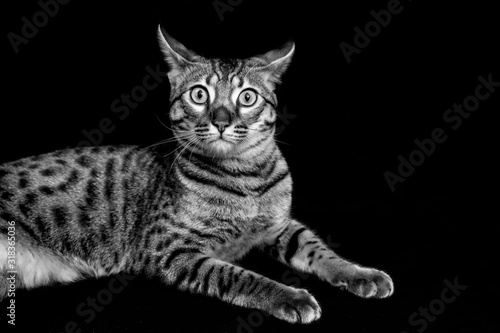 Savannah F5 SBT cat on a black background photo