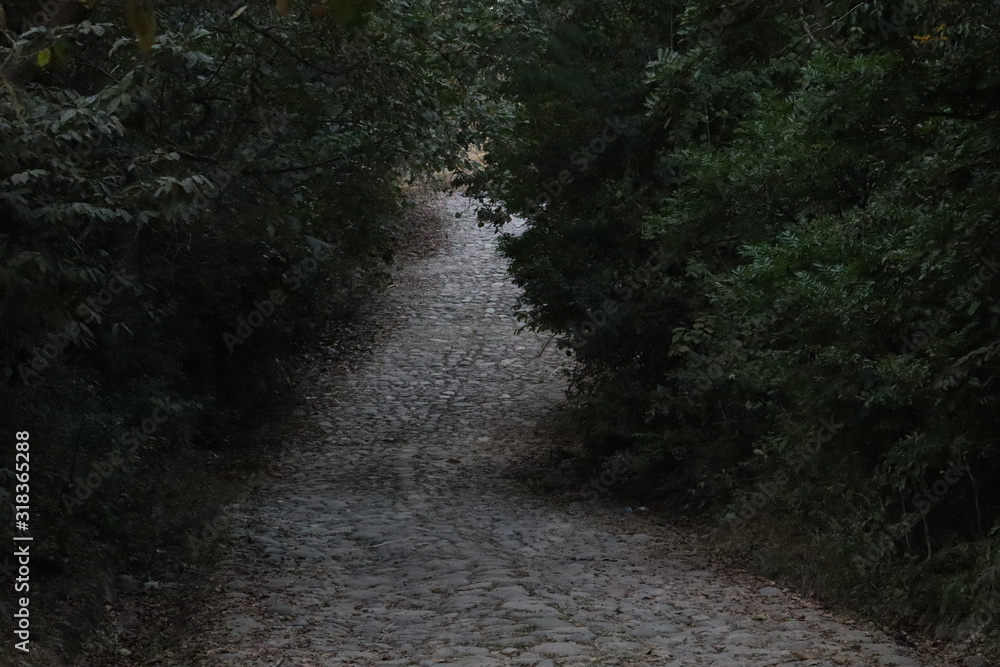 Fototapeta premium camino en el bosque