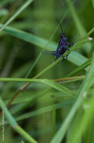 Large black grasshopper on leaf