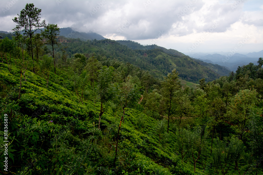 Plantaciones de té en las montañas