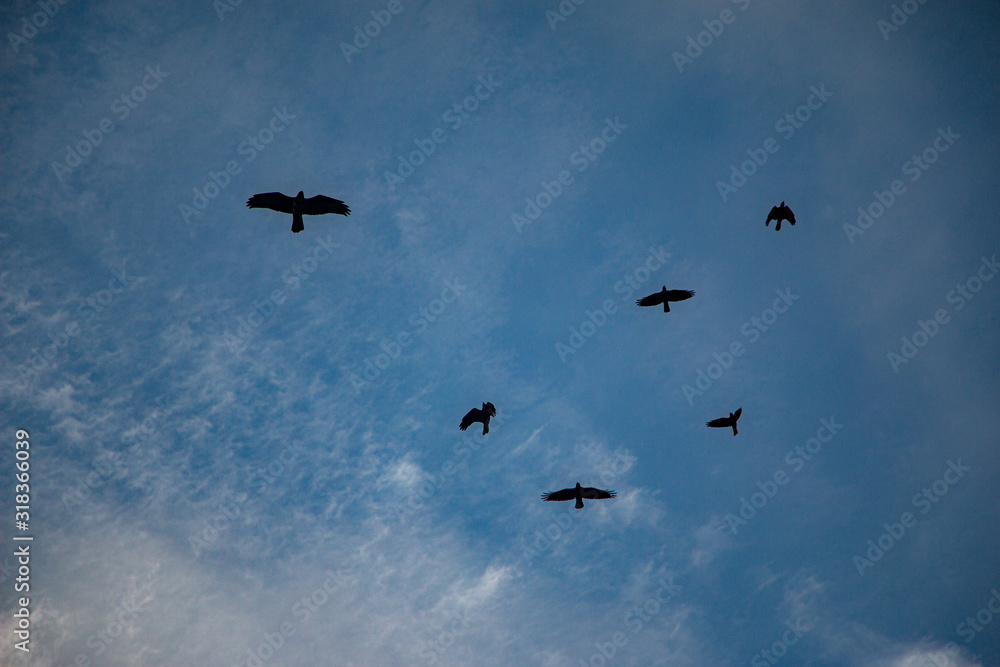 Fototapeta premium birds up in the sky