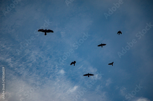 birds up in the sky