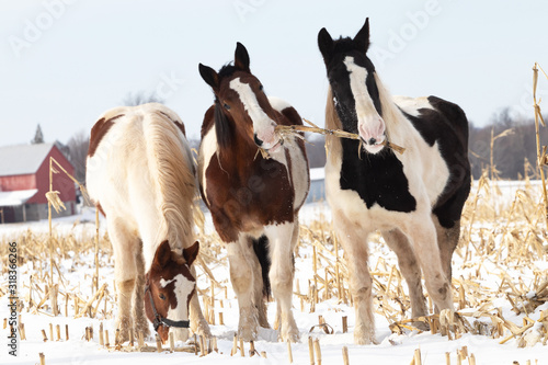 3 draft horses in a winter snow filled pasture  2 pulling on a dried corn stalk the other trying to find one