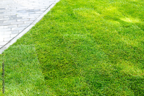 Straigh line of new freshly installed green rolled lawn grass carpet along stone pavement sidewalk at city park or backyard on bright sunny day. Green Gardening landcaping service photo