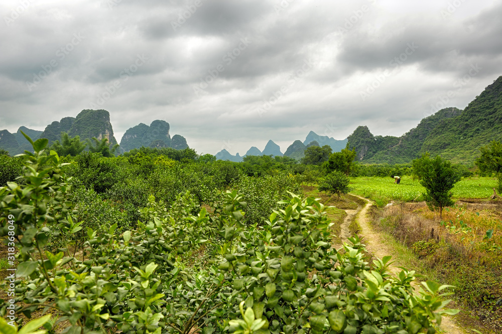 Rural landscape cultivated fields and famous Karst mountains in Guangxi Province in China.