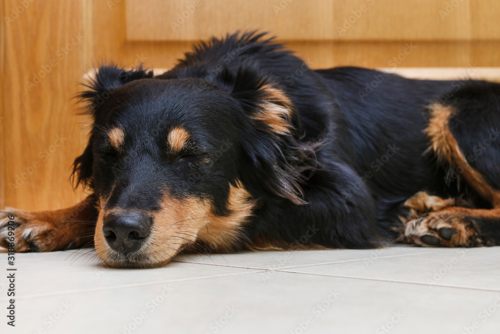 Fototapeta premium Portrait of young, beautiful black dog