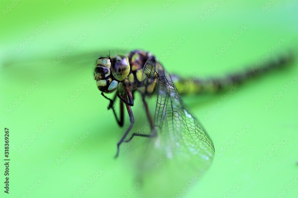 Libelle, Dragonfly Libelle, Dragonfly