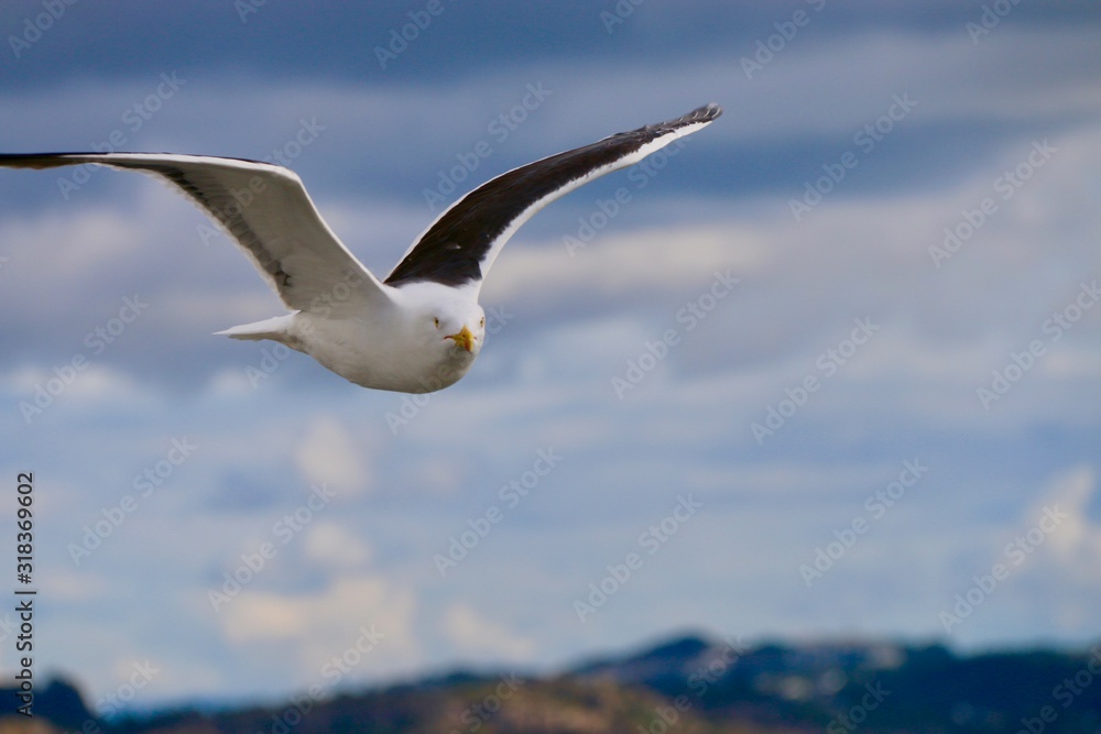 Fototapeta premium Möwe