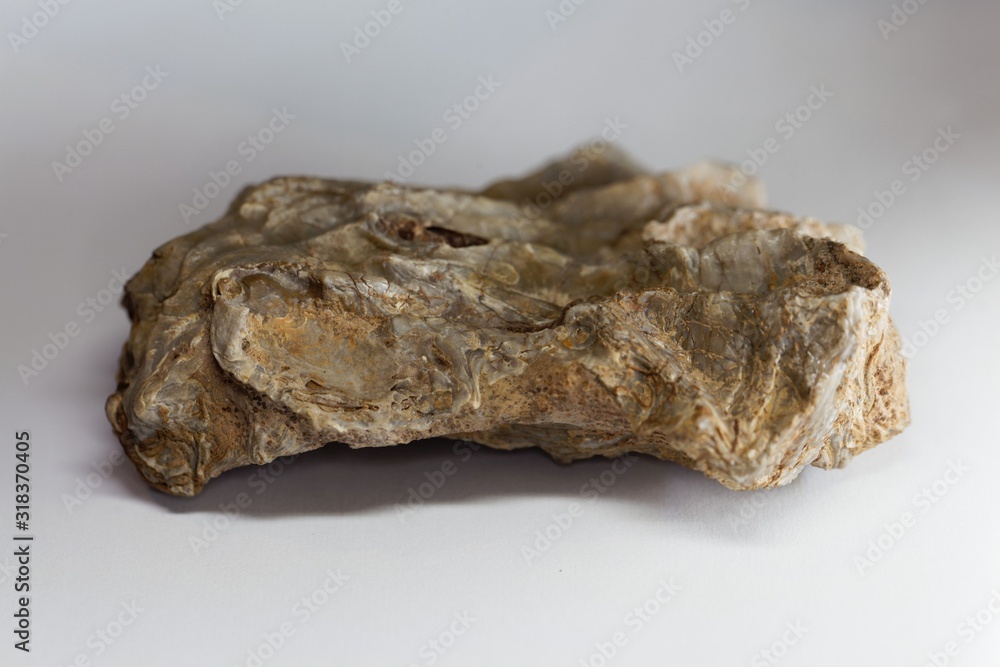 The fossil oyster Lopha marshi, from the middle Jurassic of southern Germany