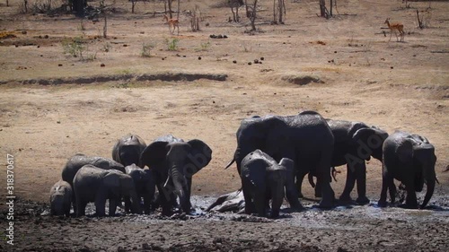African bush elephant in Kruger National park, South Africa