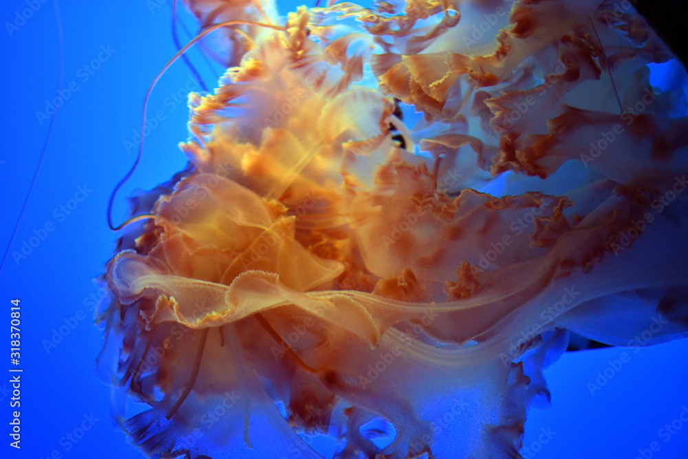 Fototapeta premium Jellyfish tentacles with the red tent