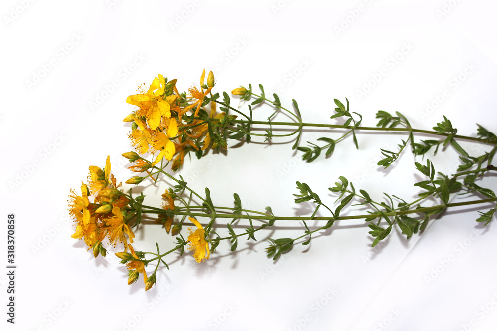 Saint John's wort bio organic isolated on the white background. Blooming in mountains on the sea side Mediterranean Sea. Dalmatia.