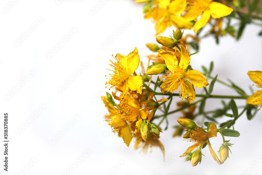 Saint John's wort bio organic isolated on the white background. Blooming in mountains on the sea side Mediterranean Sea. Dalmatia.