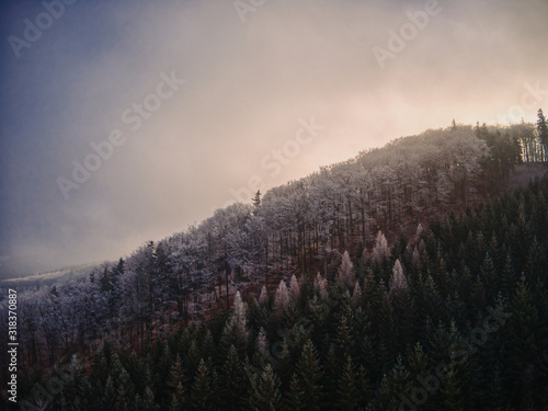 aerial view of Pine trees forest on cold winter morning © Fabiano