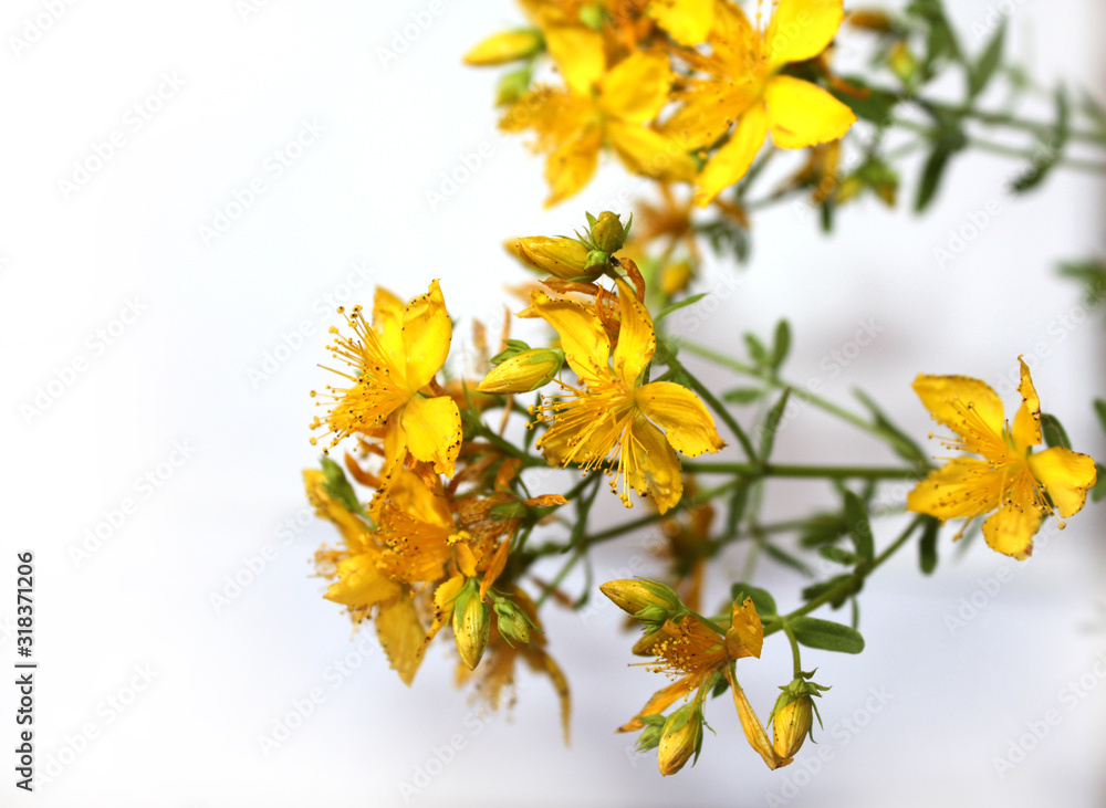 Saint John's wort bio organic isolated on the white background. Blooming in mountains on the sea side Mediterranean Sea. Dalmatia.