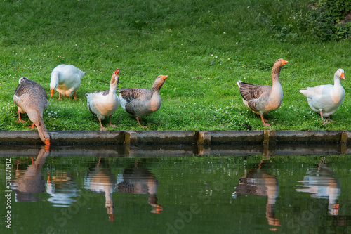 White goose in the garden pond