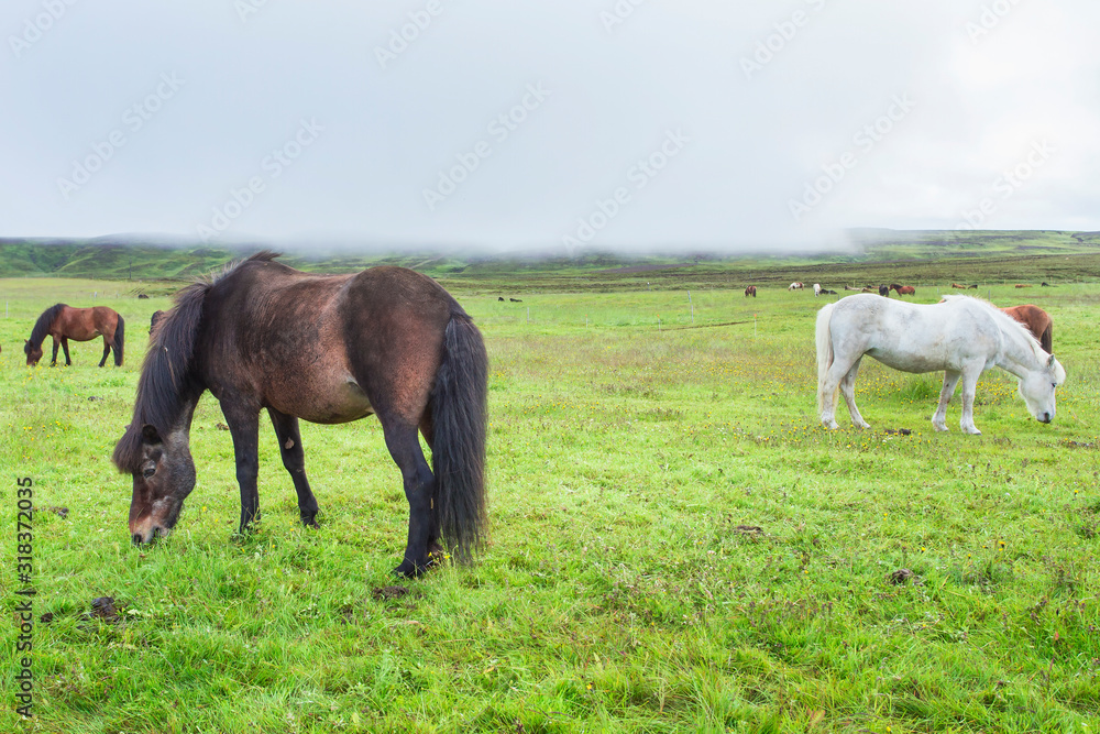 Icelandic horses. The Icelandic horse is a breed of horse developed in Iceland.. Icelandic horses. The Icelandic horse is a breed of horse developed in Iceland..