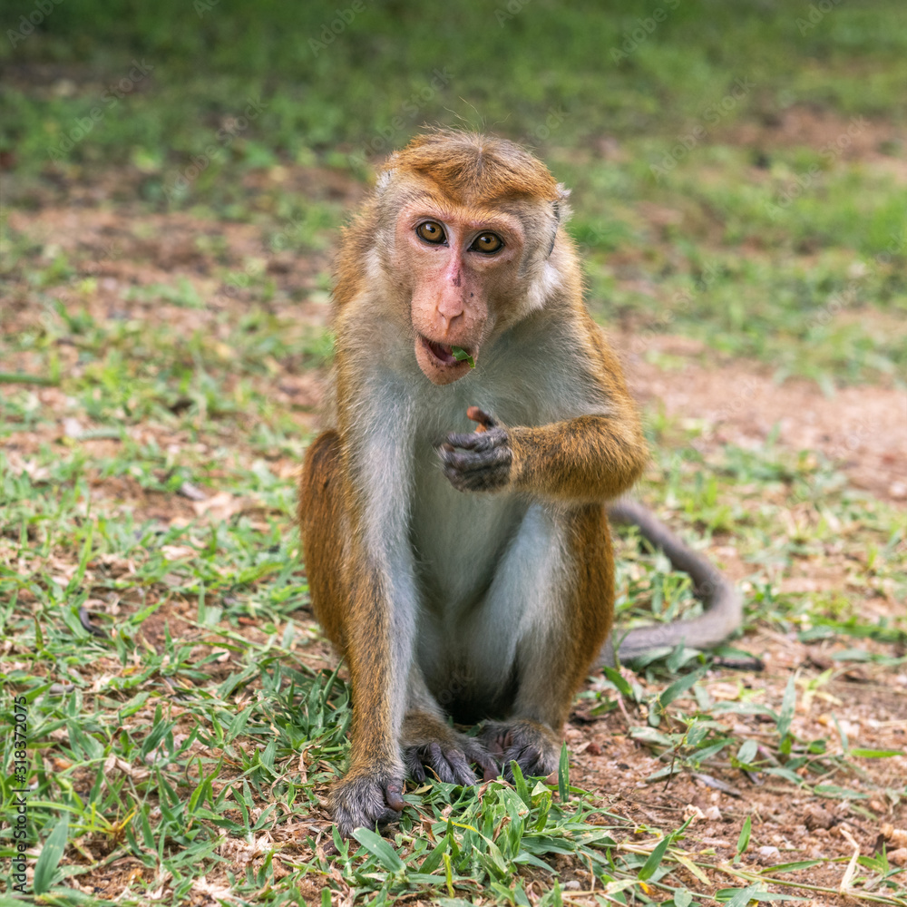 Young female Toque macaque  (Macaca sinica) eating grass