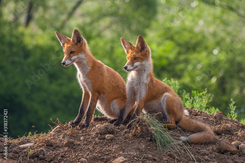 Obraz na plátně Two wild red foxes