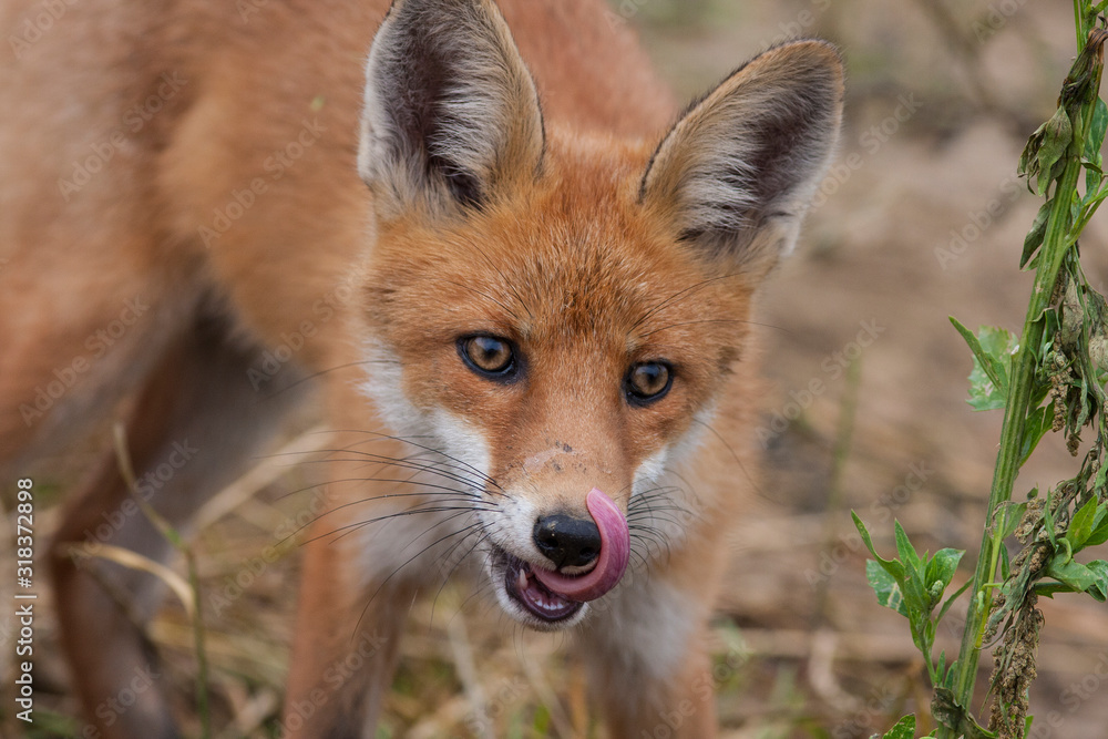 Red Fox portrait,close-up Red Fox portrait,close-up