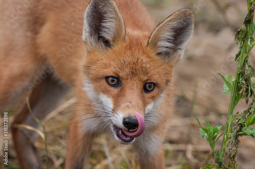Red Fox portrait,close-up © Ivan