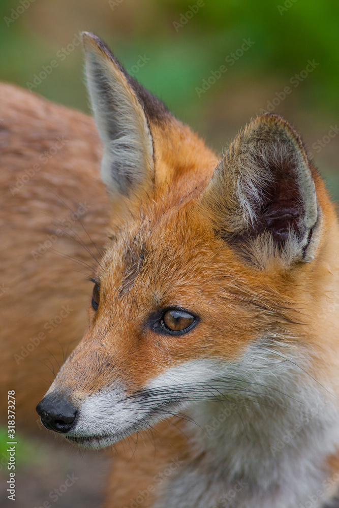Fototapeta premium Red Fox portrait,close-up