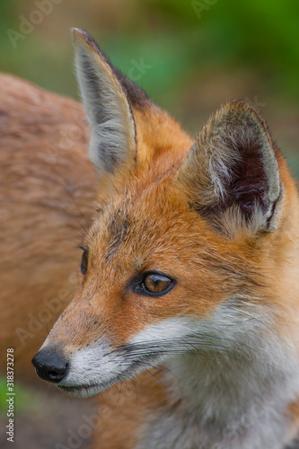 Red Fox portrait,close-up © Ivan