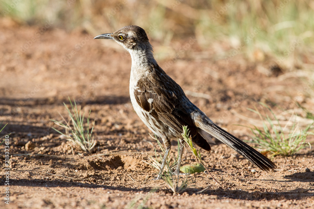 Obraz premium Galapagos Mockingbird