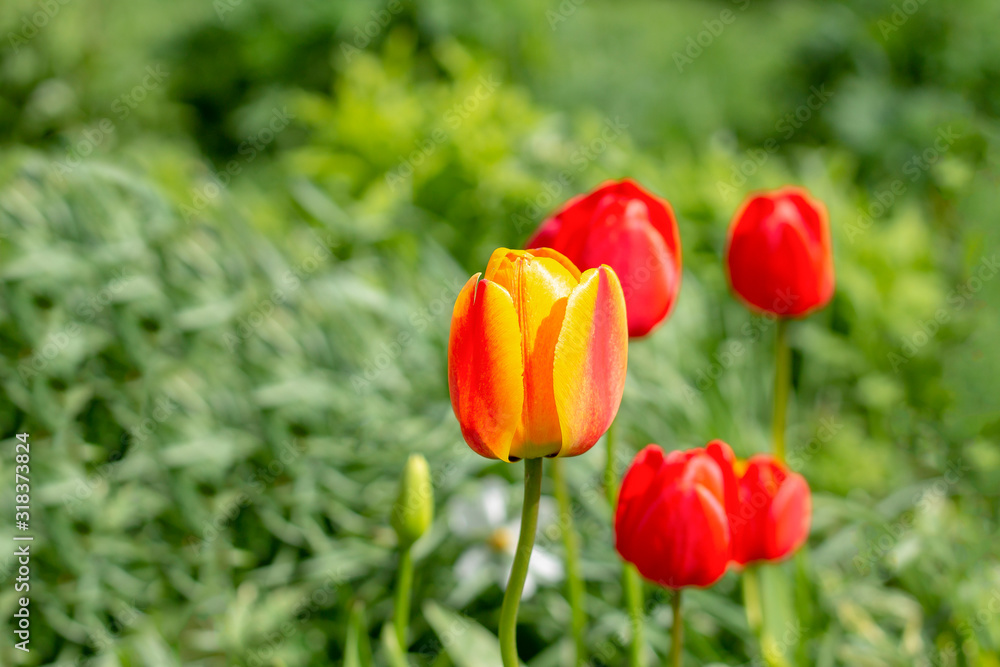 Fototapeta premium Tulip buds on a background of green grass.