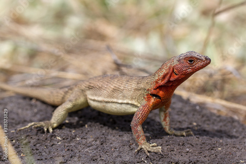 Lava Lizard of Galapagos Islands