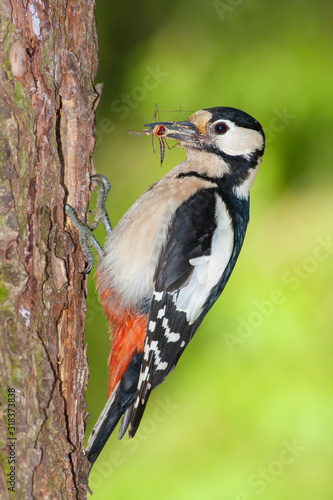 Great Spotted Woodpecker, Dendrocopos major, climbing a tree, finding foot. Medium-sized colorful bird with with pied black and white plumage and a red patch on the lower belly living in a cavity