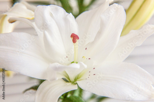 Beautiful White Lily flower close up detail in summer time. Background with flowering bouquet. Inspirational natural floral spring blooming garden or park. Ecology nature concept.